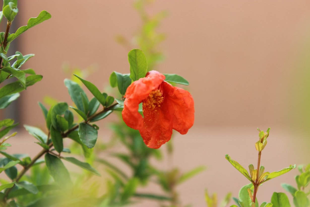 Гранат махровый красный