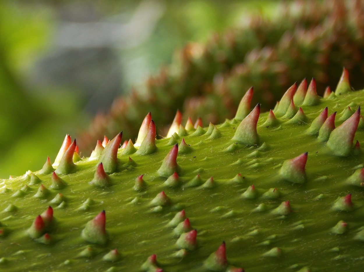 Растения с шипами и колючками