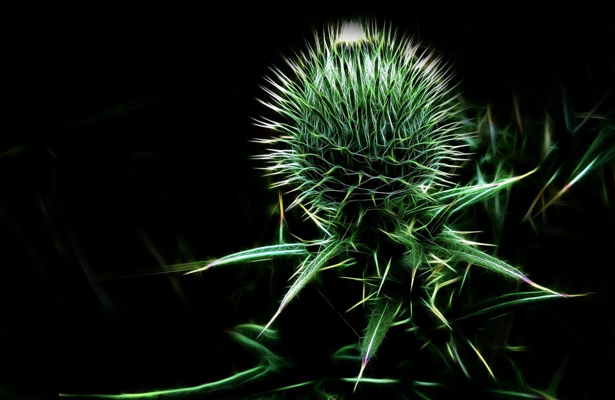 Колючка на чёрном фоне