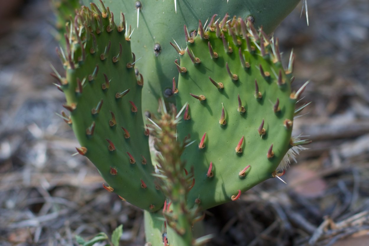 Кактус опунция неколючая