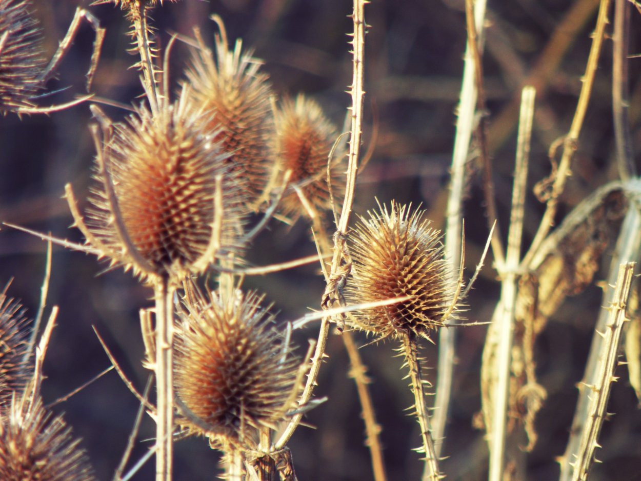 Чертополох Ворсянка колючка