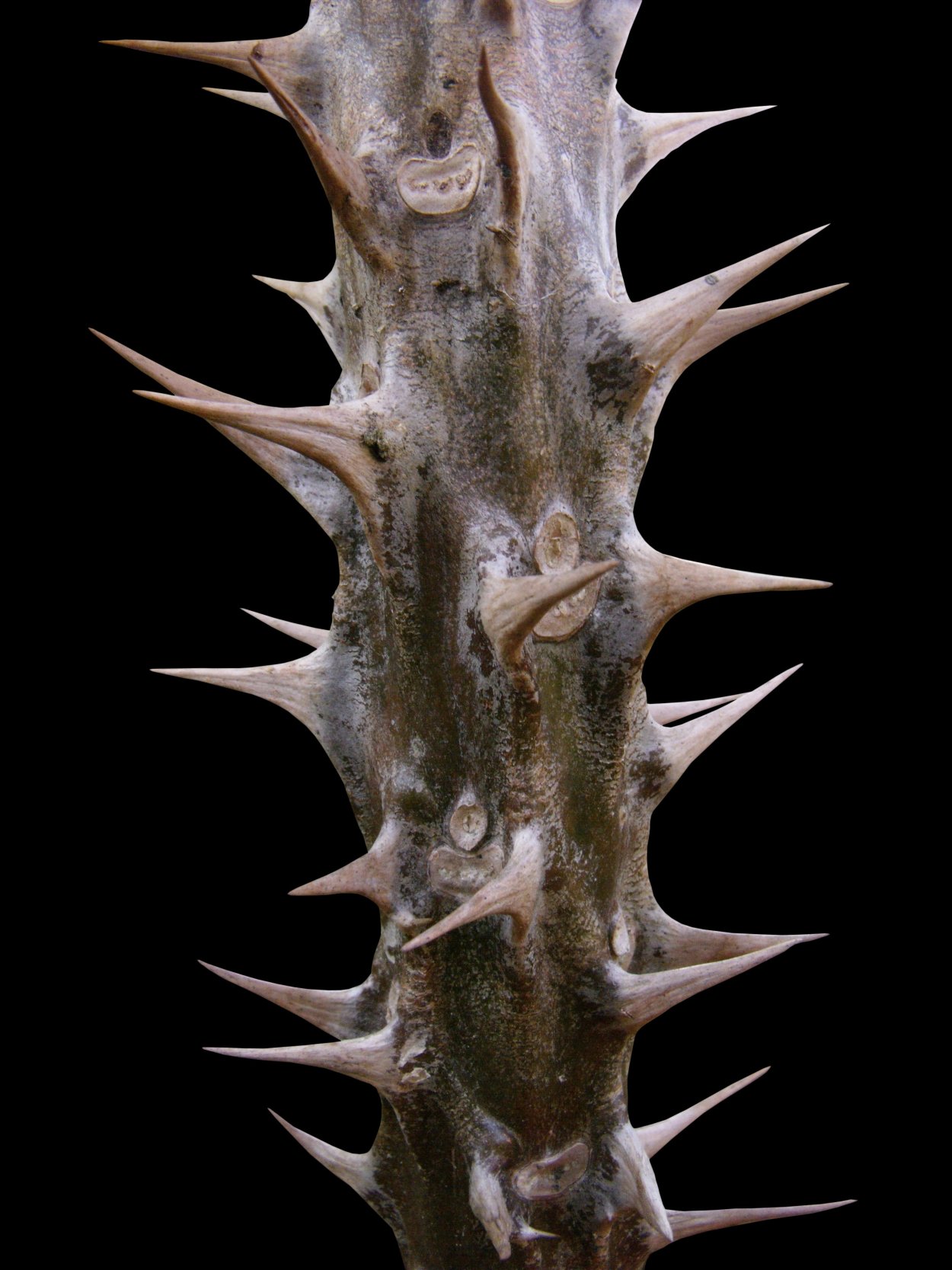 Стеблевые колючки