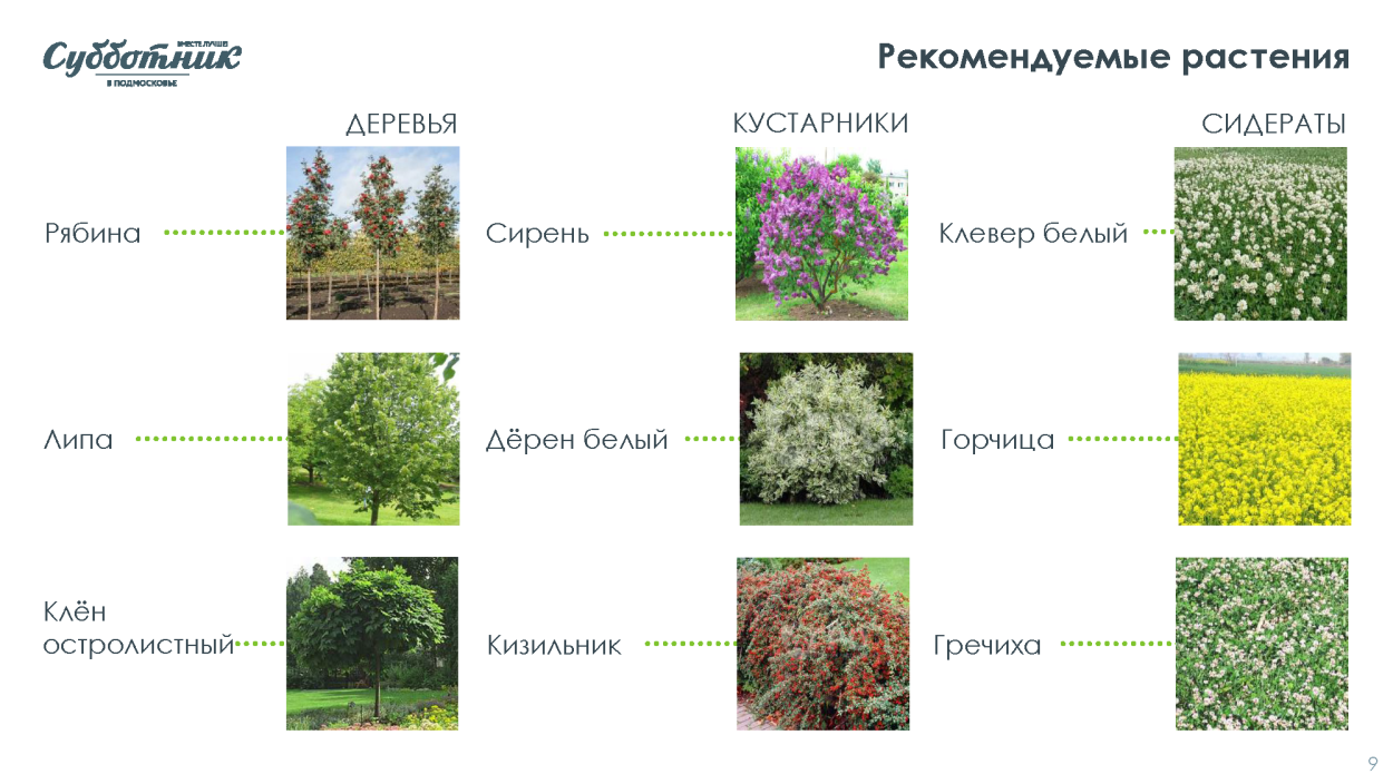 Кустарники названия