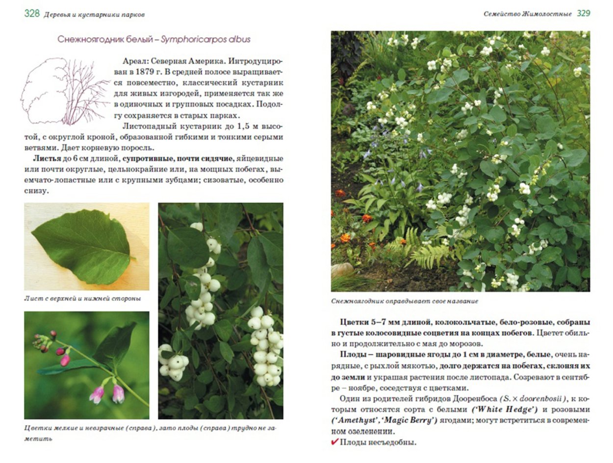 Кустарники средней полосы России