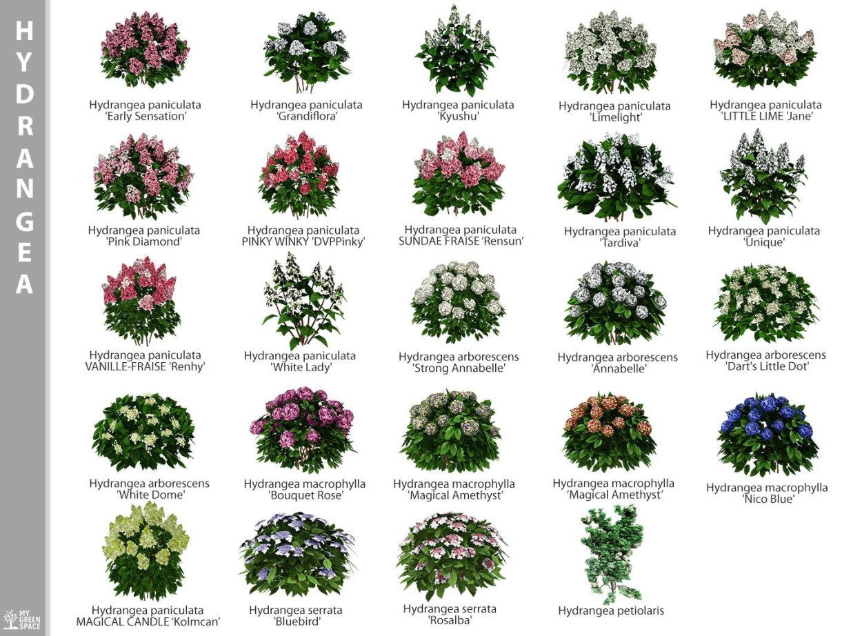 Modern shrub перевод