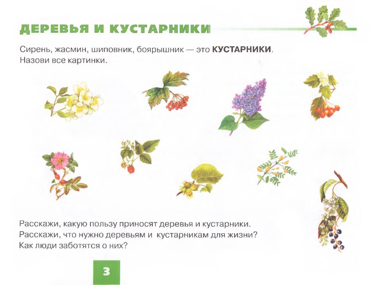 Спирея Вангутта видовая