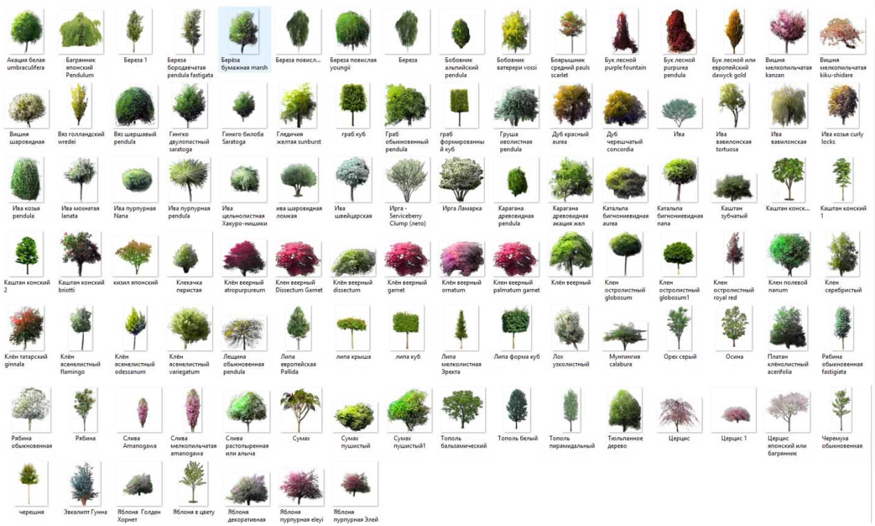 Дерево бурансвива листья