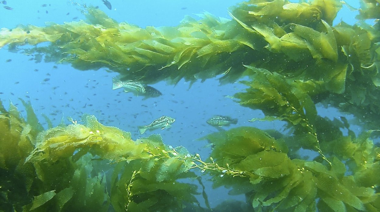 Бурые морские водоросли