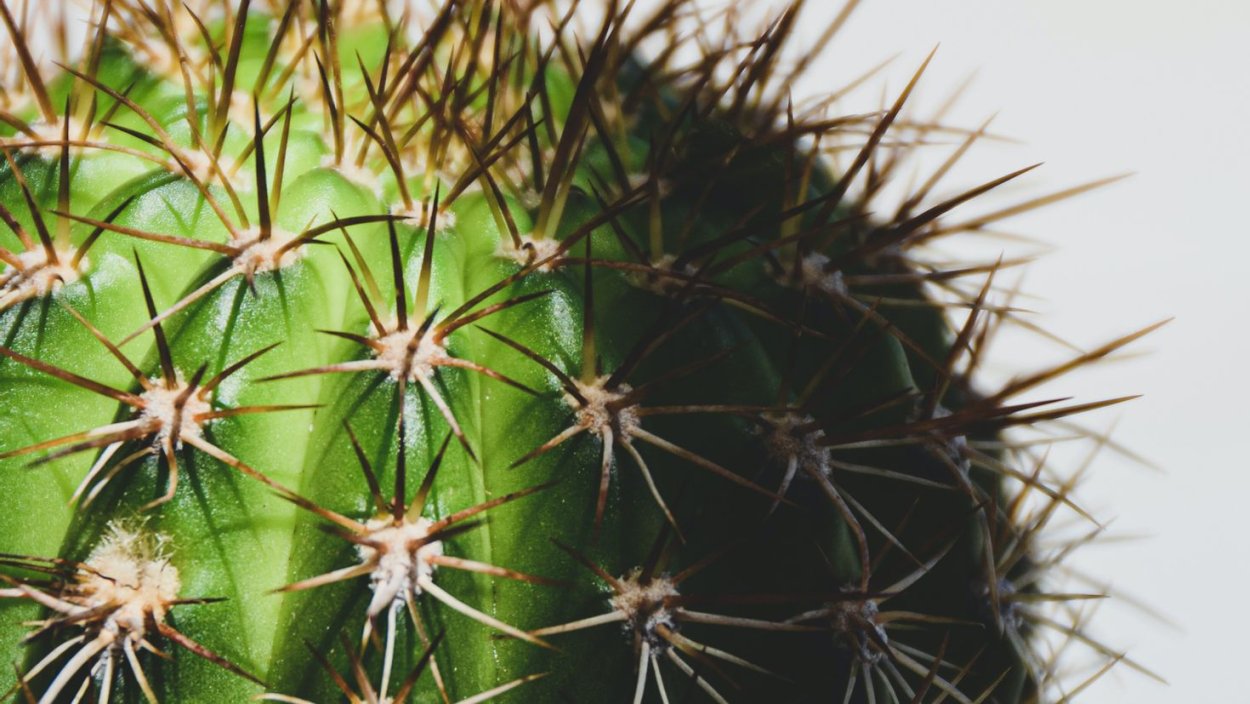 Строение колючки кактуса