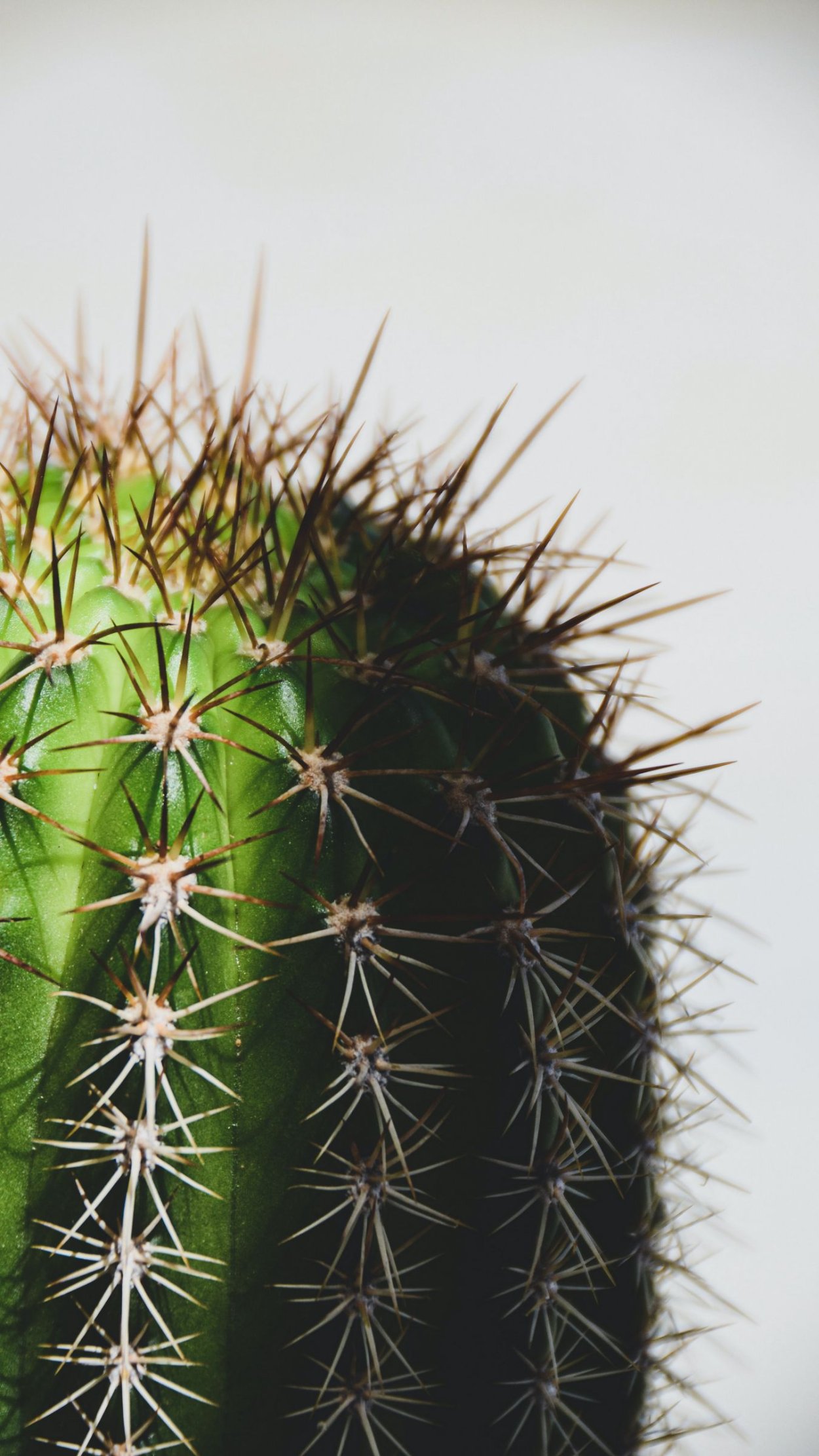 Круглый Кактус без колючек