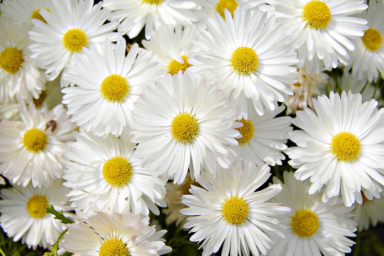 Белые ромашки