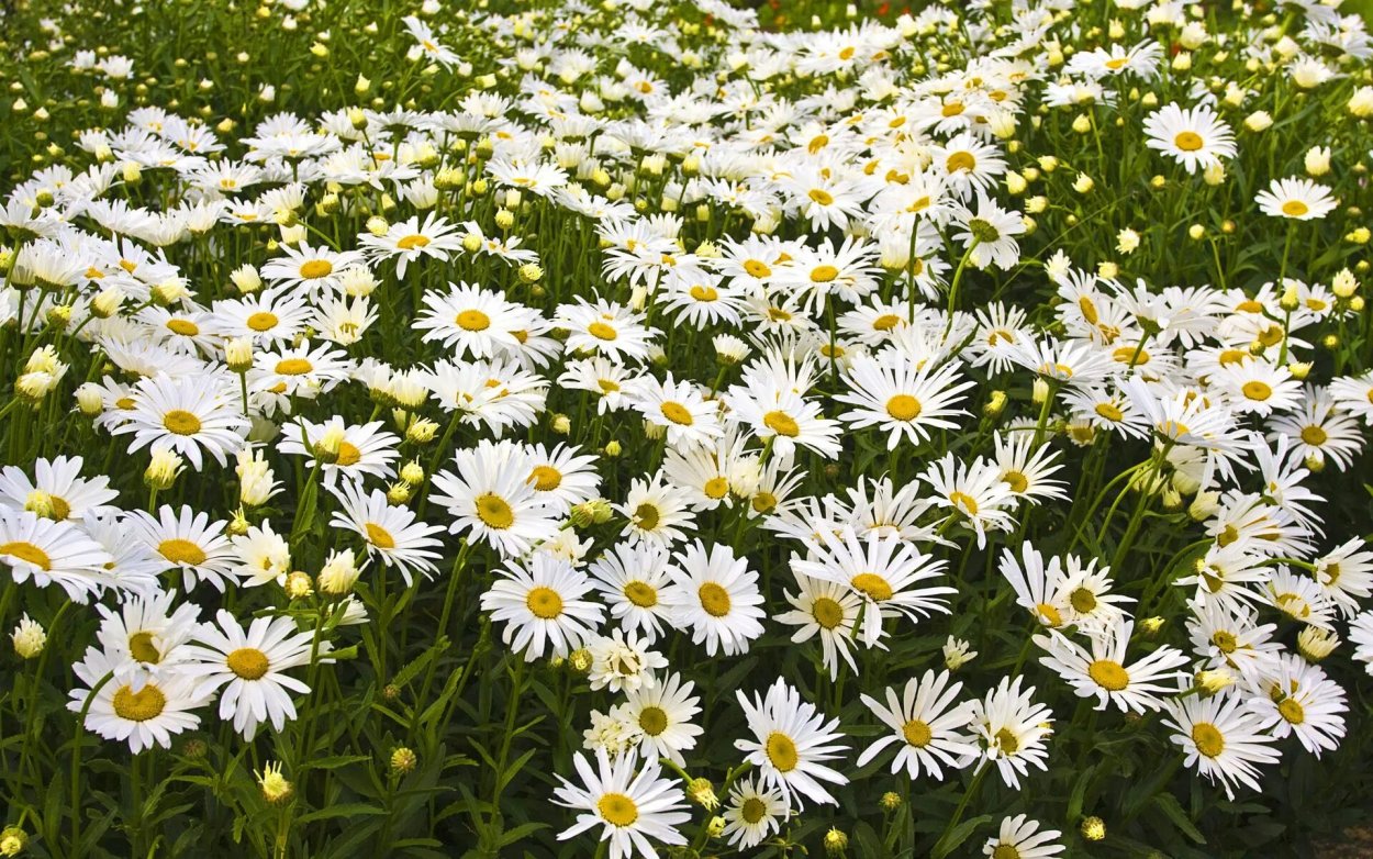 Нивяник в поле