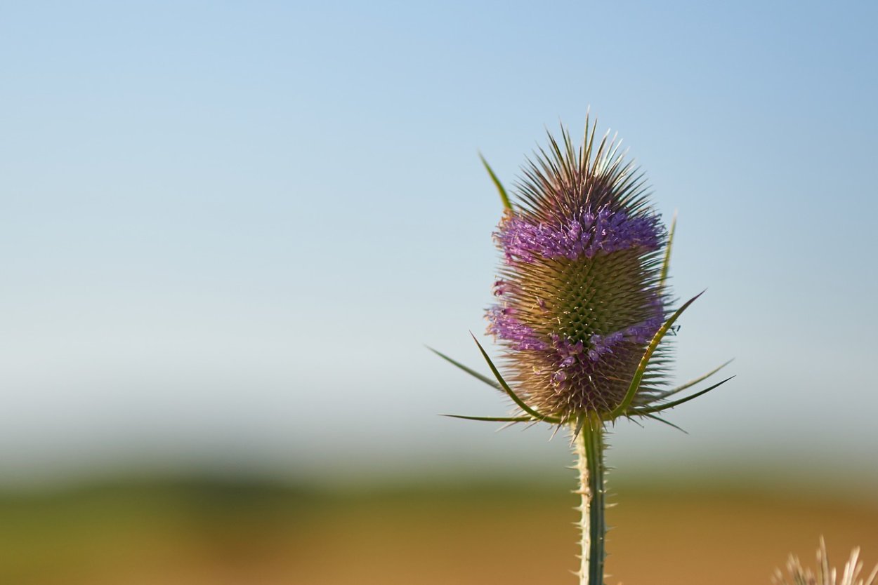 Колючие цветы в поле