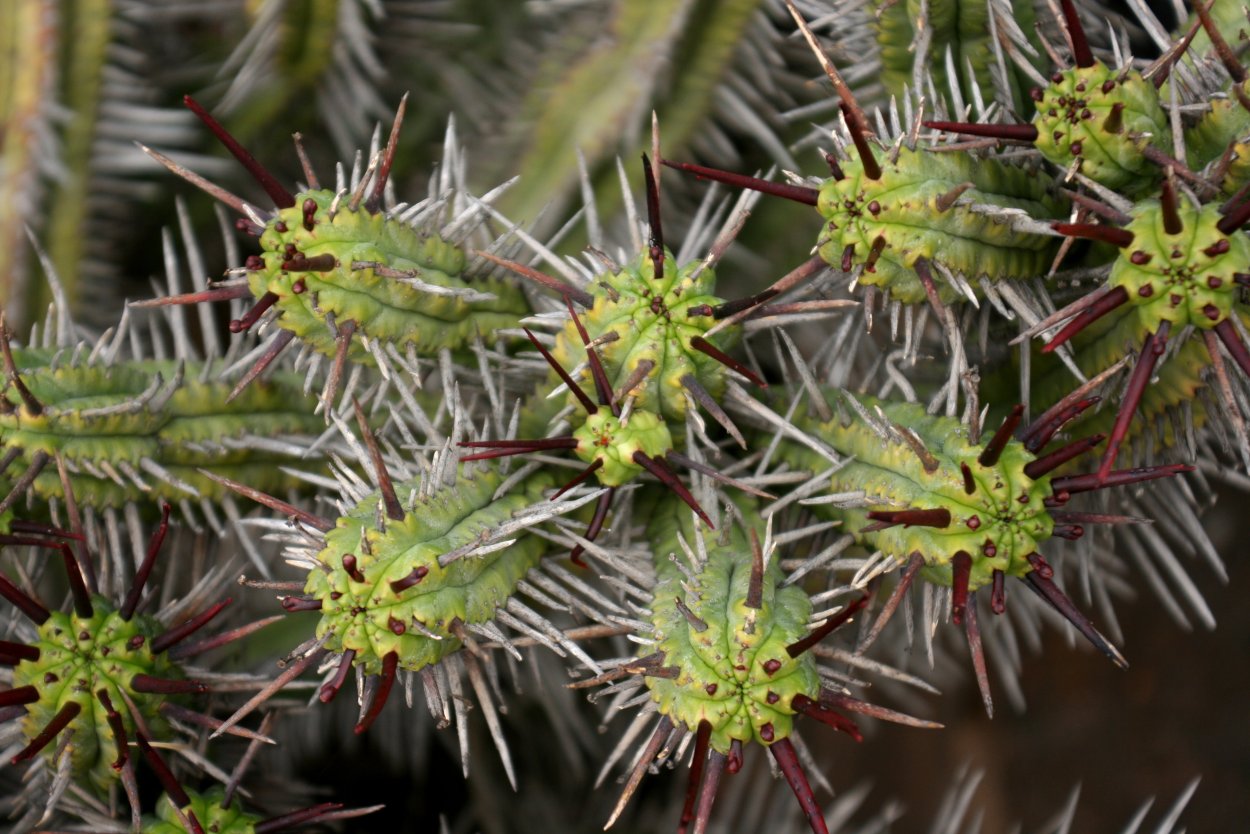 Молочай Euphorbia enopla