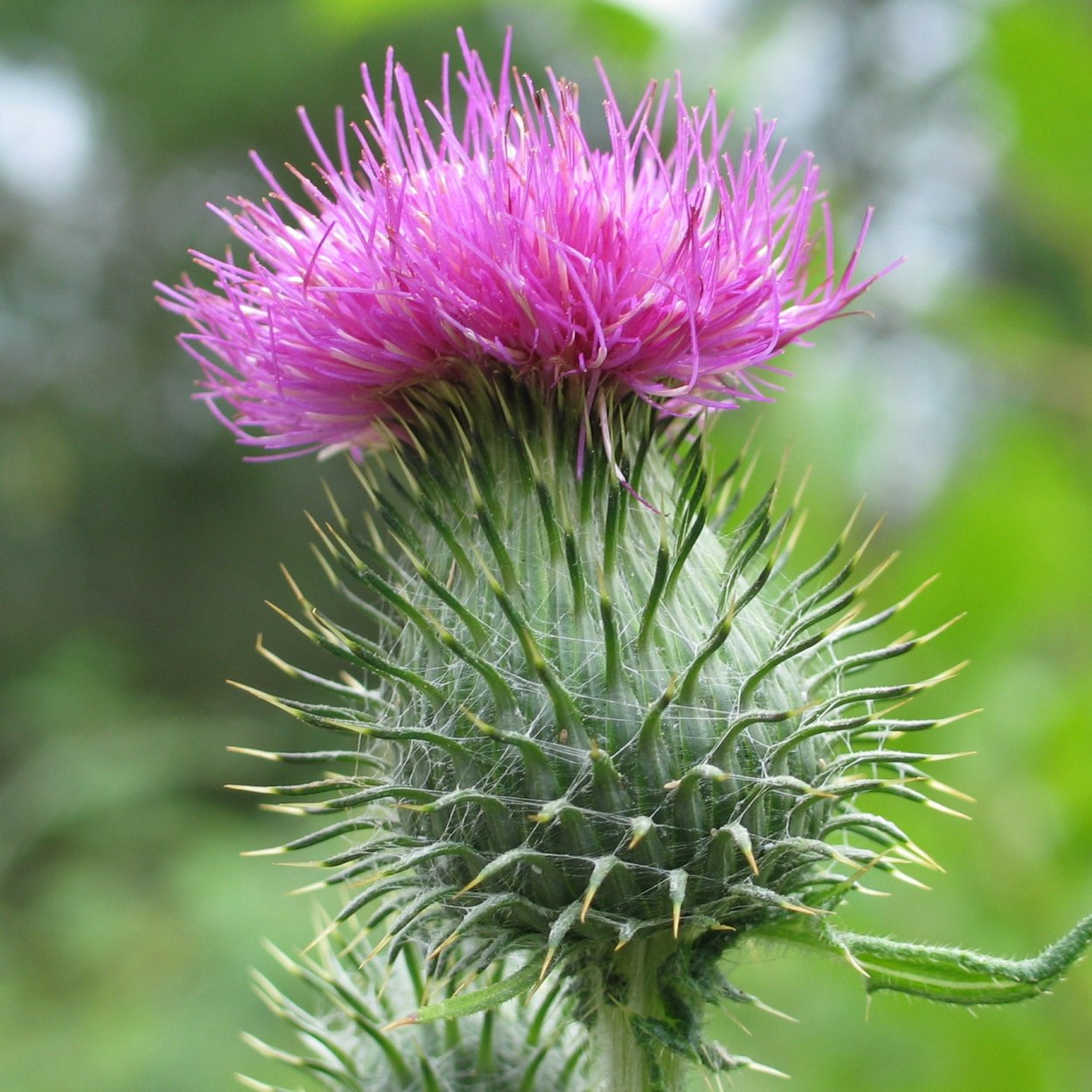 Татарник колючий семена