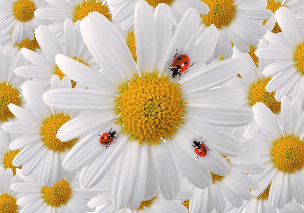 Ромашки картинки красивые