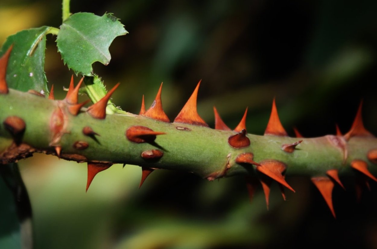 Стеблевые колючки