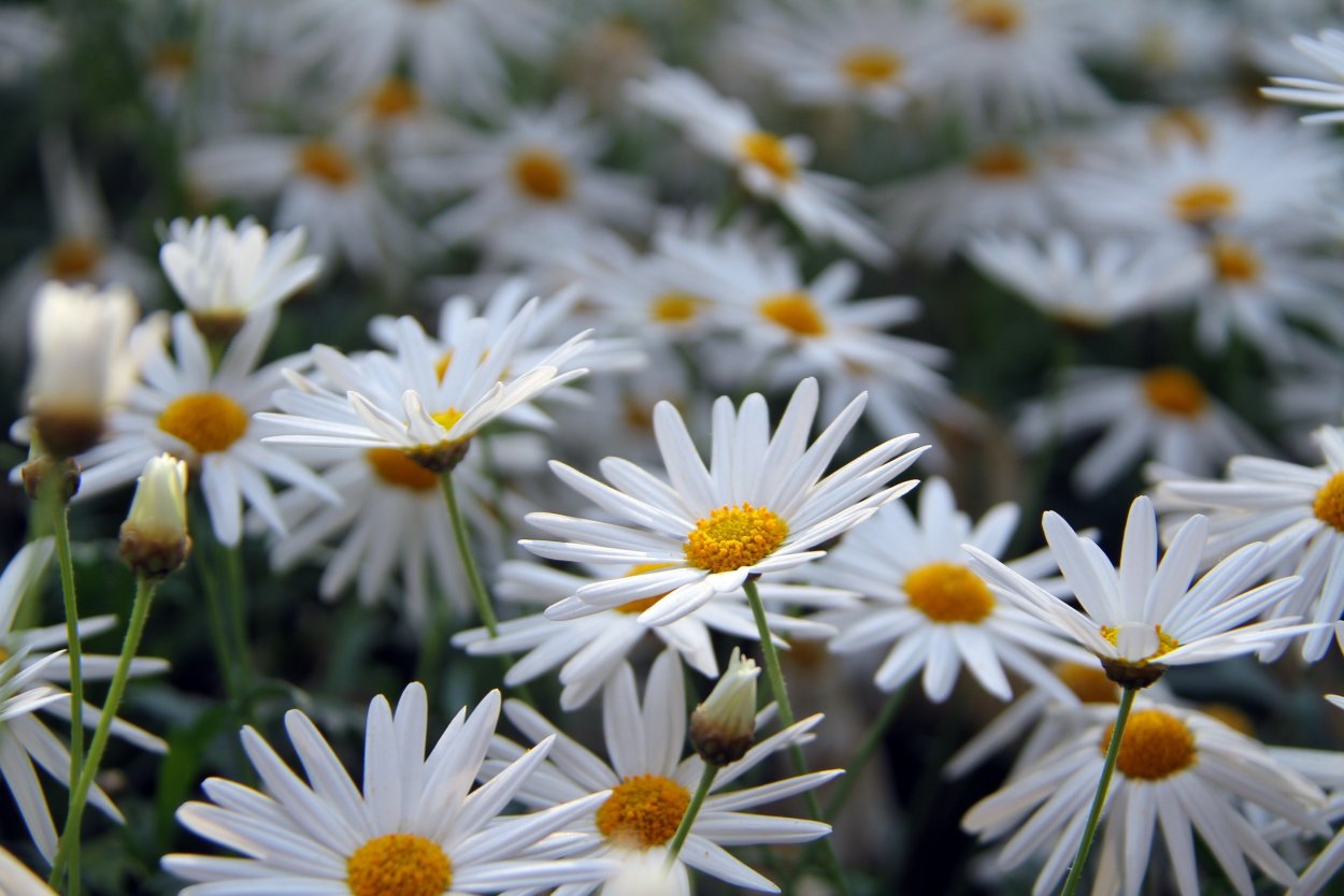 Ромашка цветы