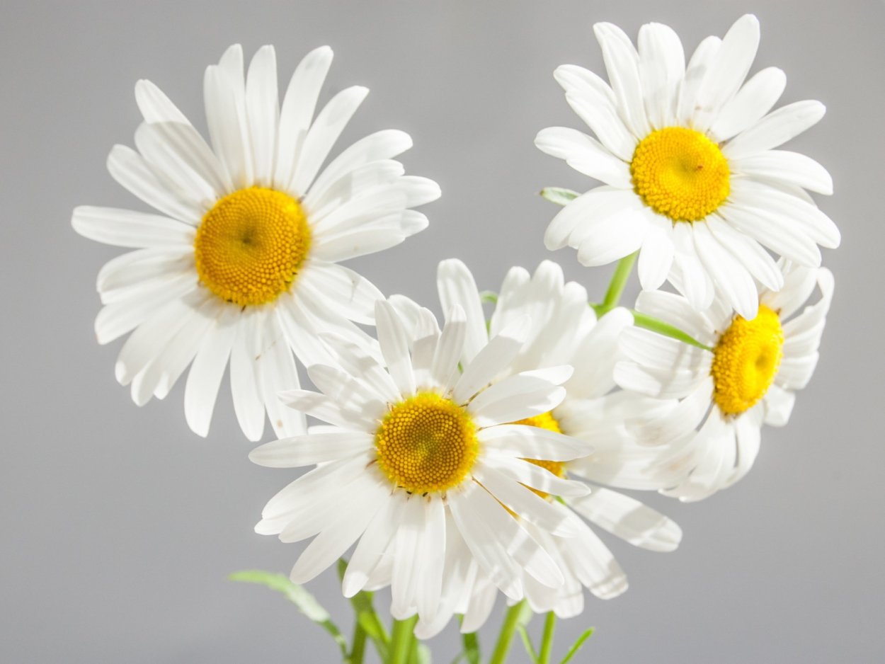 Белые ромашки