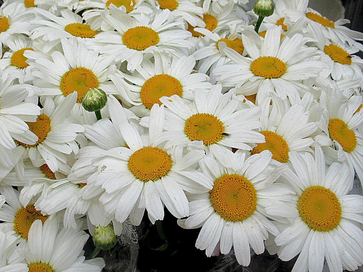 Мойчечак Гули