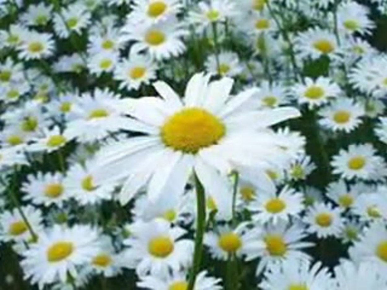 Садовые ромашки Стефания