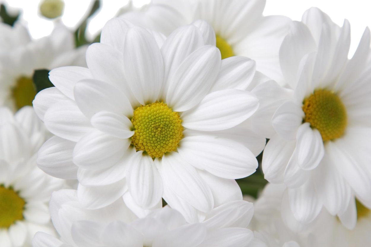 Ромашки на черном фоне