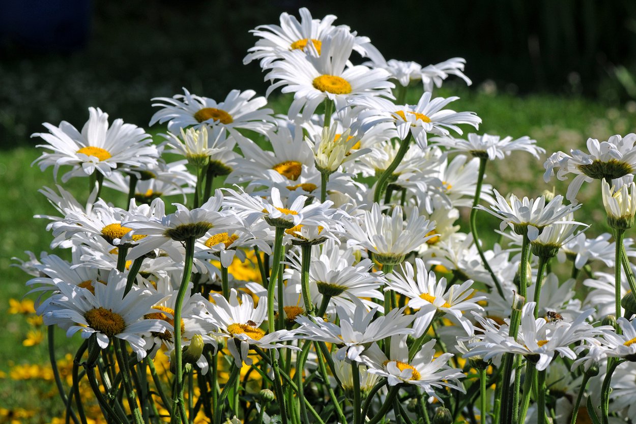 Ромашки фото