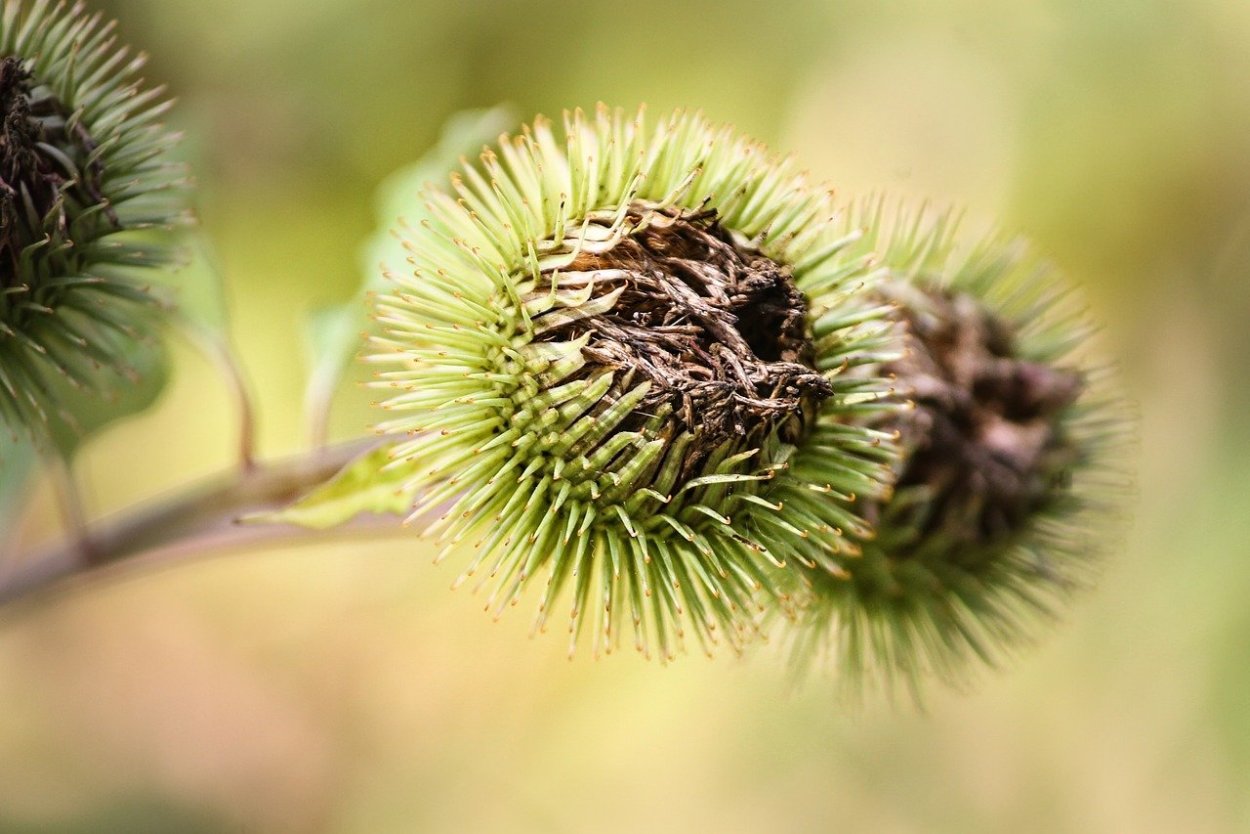 Плоды репейника