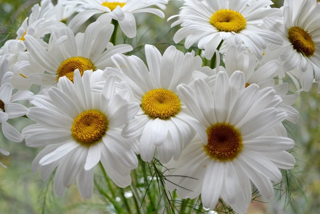 Ромашка Стефания