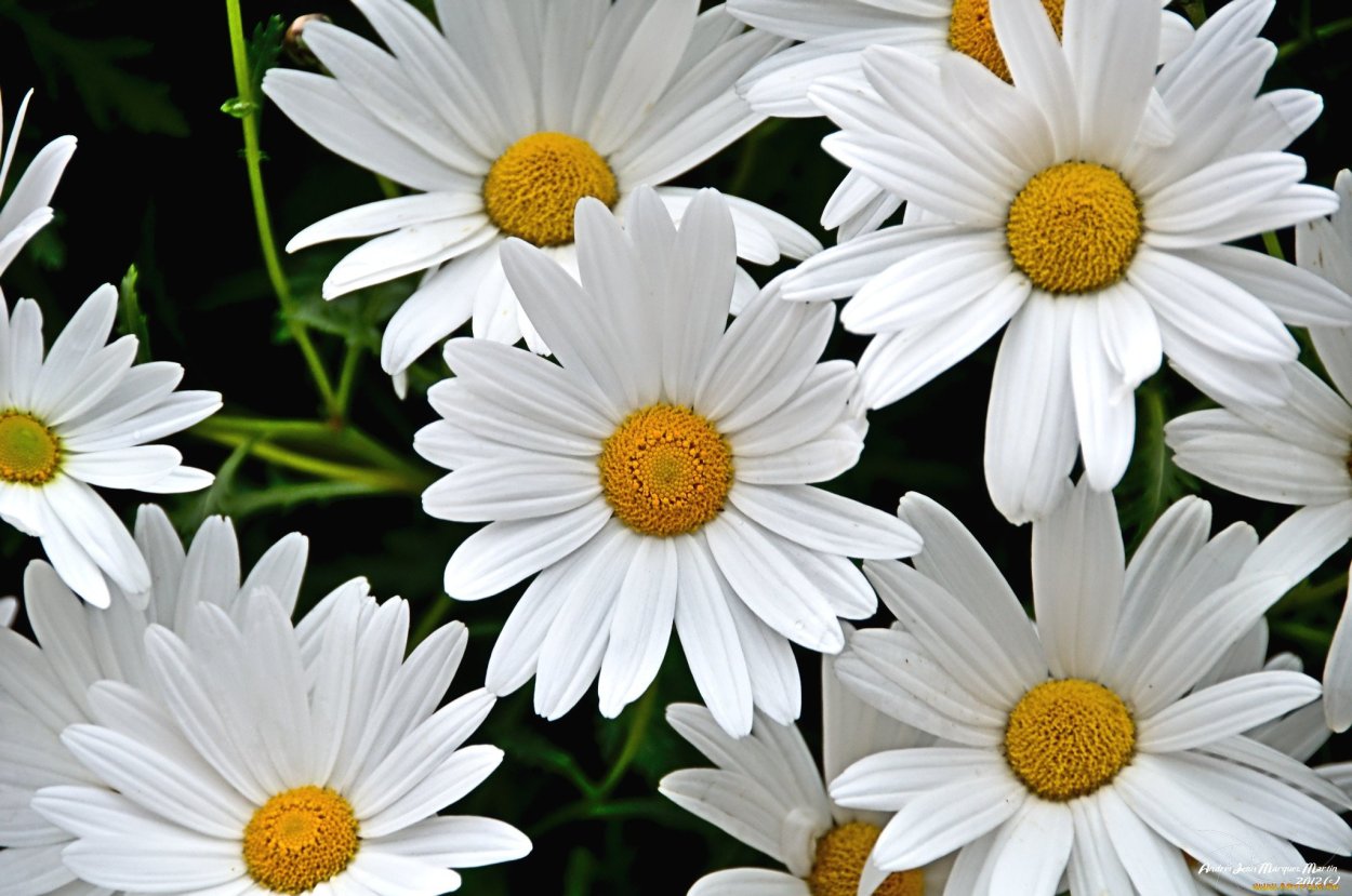 Красивые ромашки