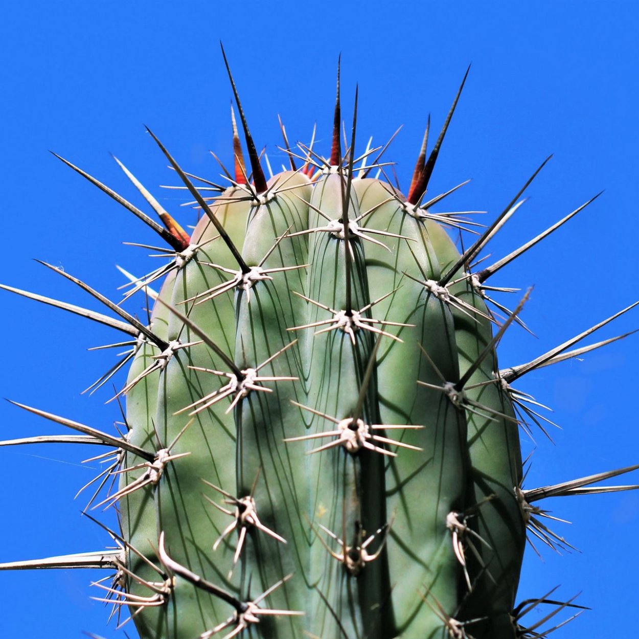 Татарник чертополох