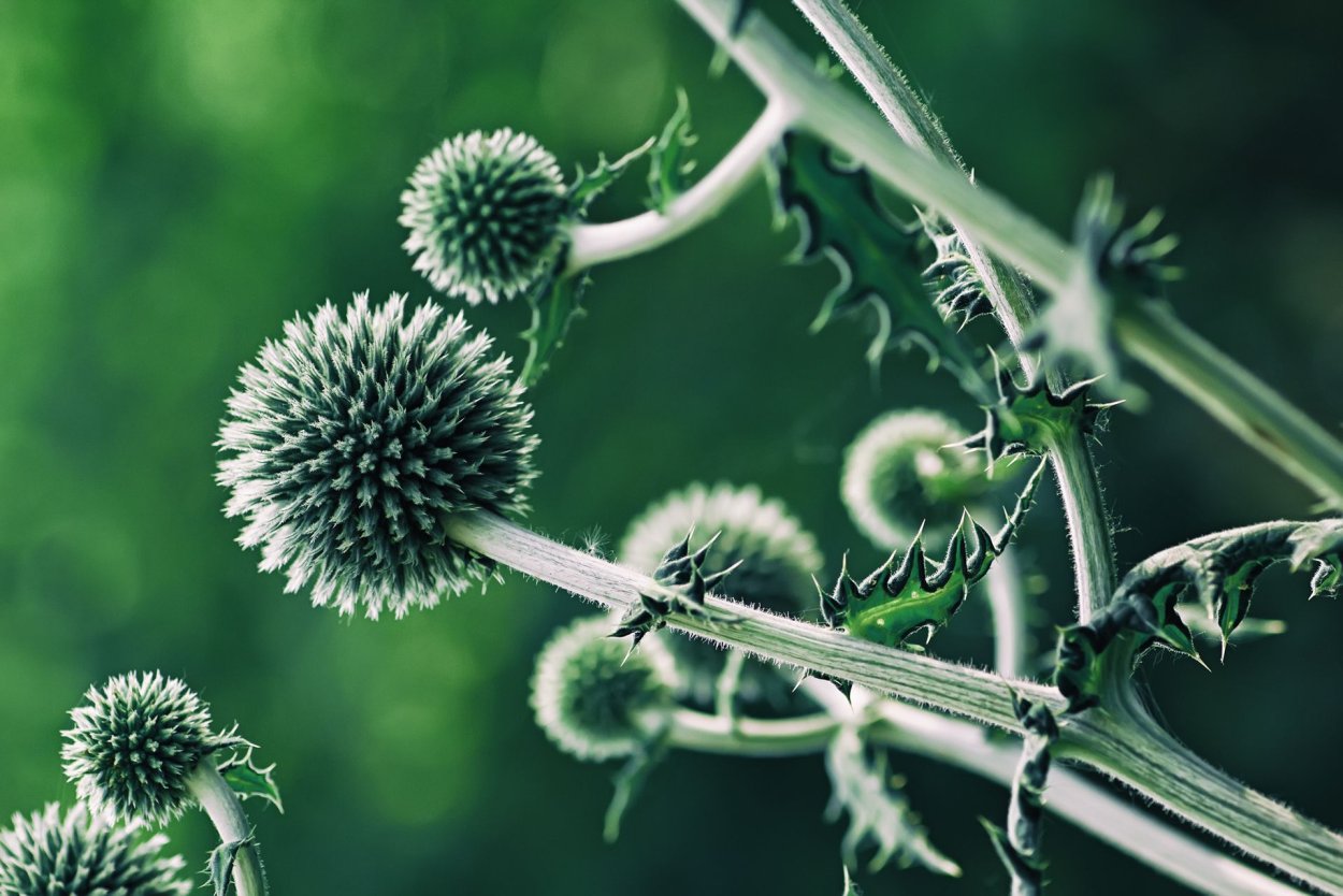 Колючки биология