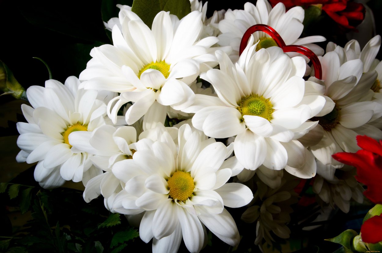 Белые цветы