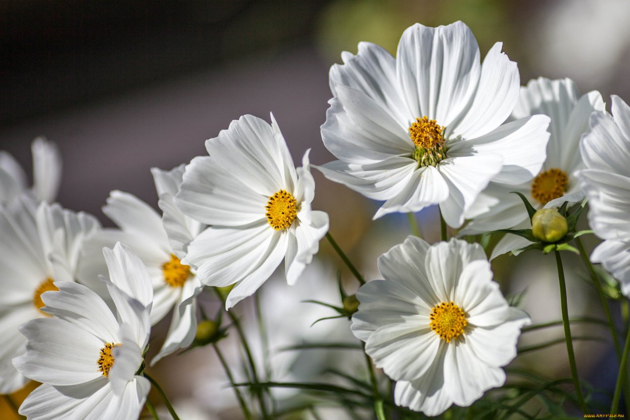 Полевые ромашки