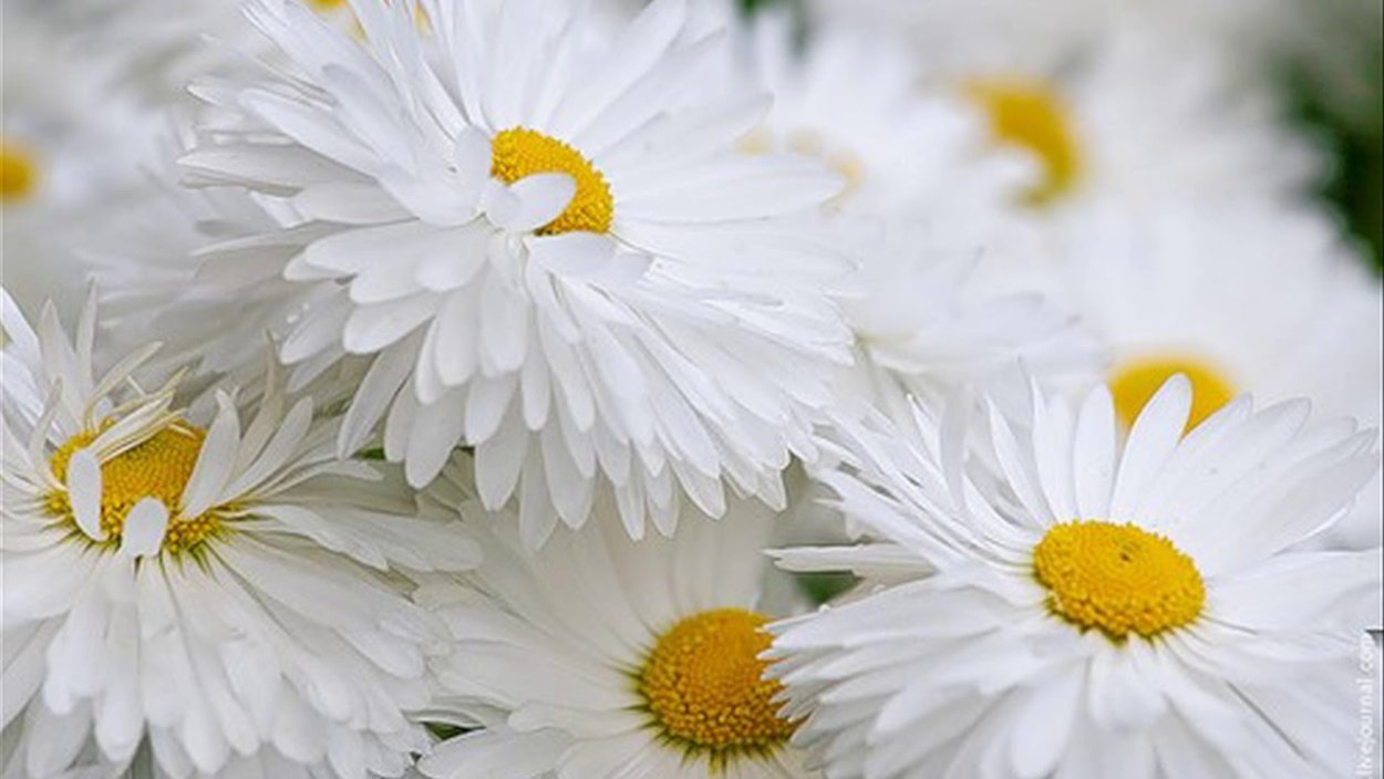 Космея белое облако