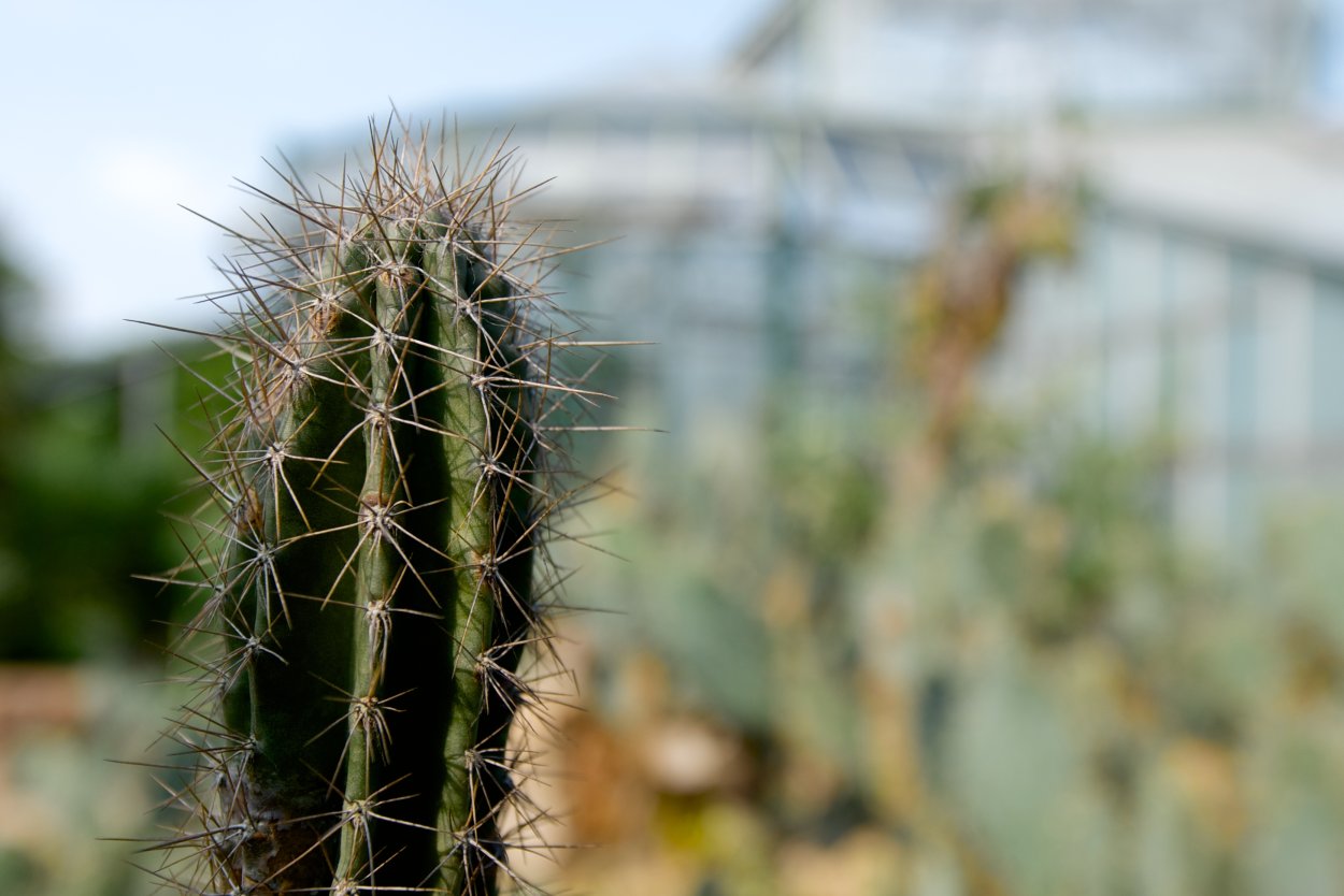 Кактус бродяжка