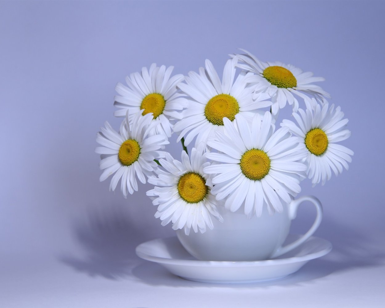Красивые ромашки на рабочий стол