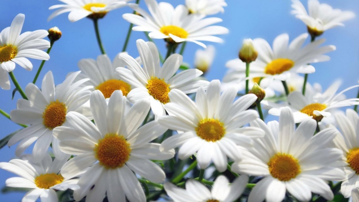 Поле ромашек