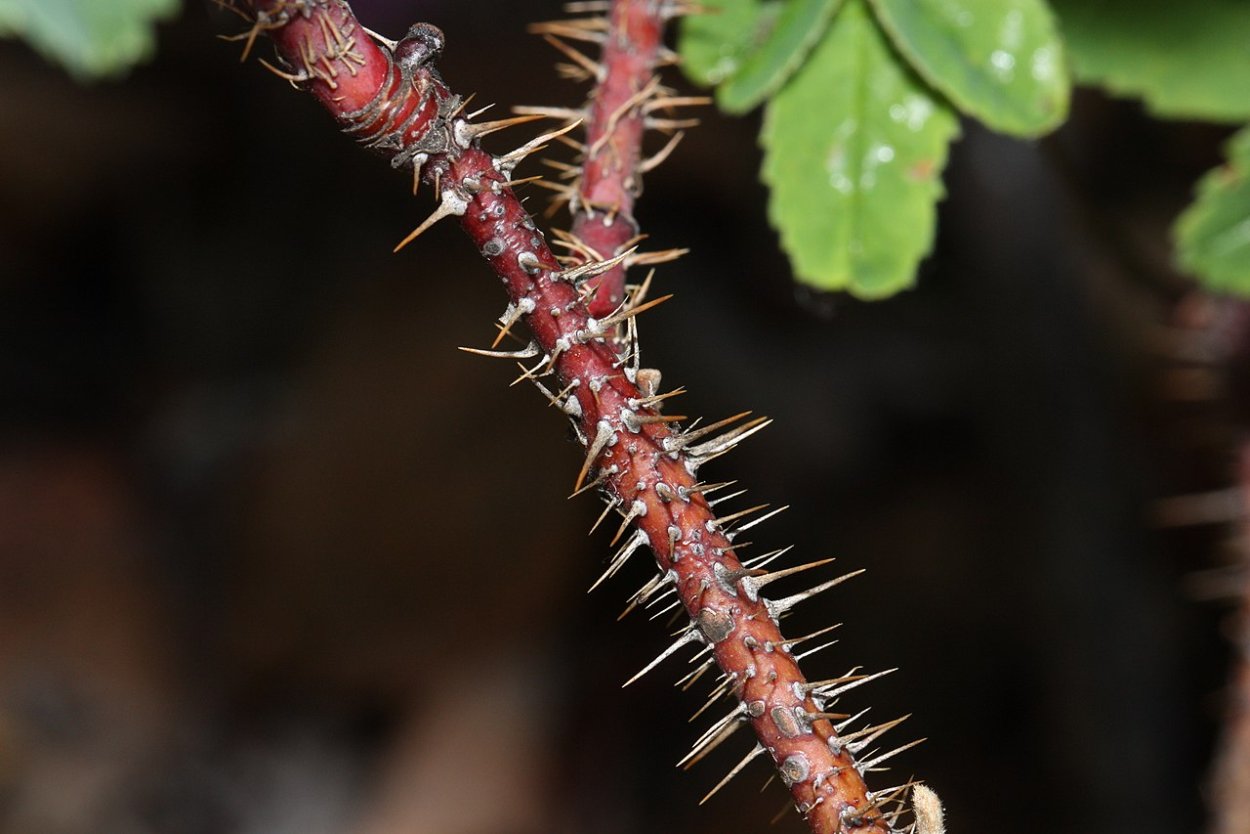 Шиповник иглистый шипы