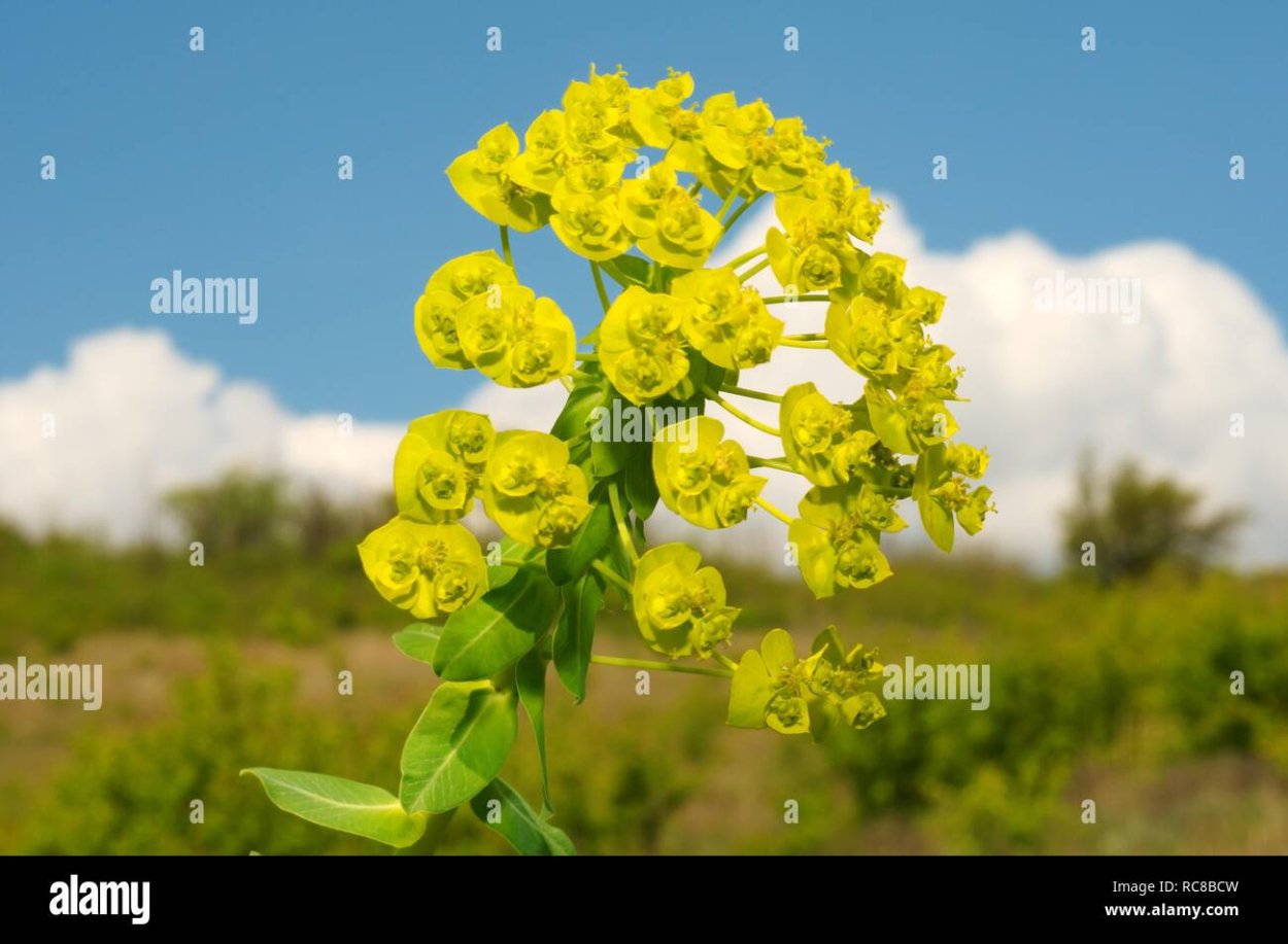 Молочай Пашенный