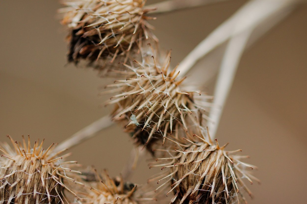 Чертополох колючий семена