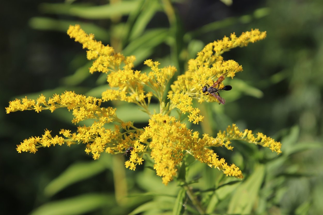 Солидаго "Hiddigeigei"