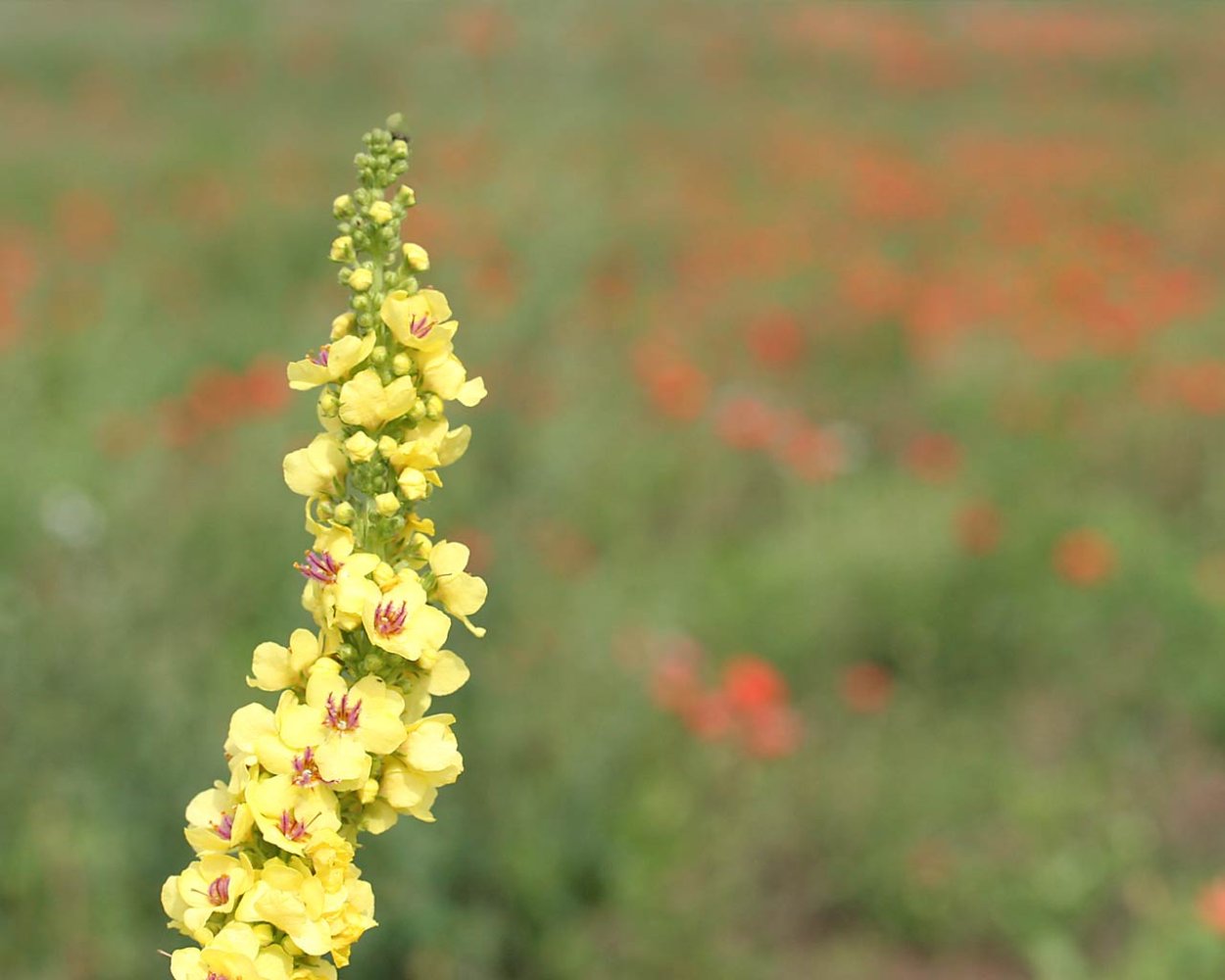 Луговые дикоросы желтые