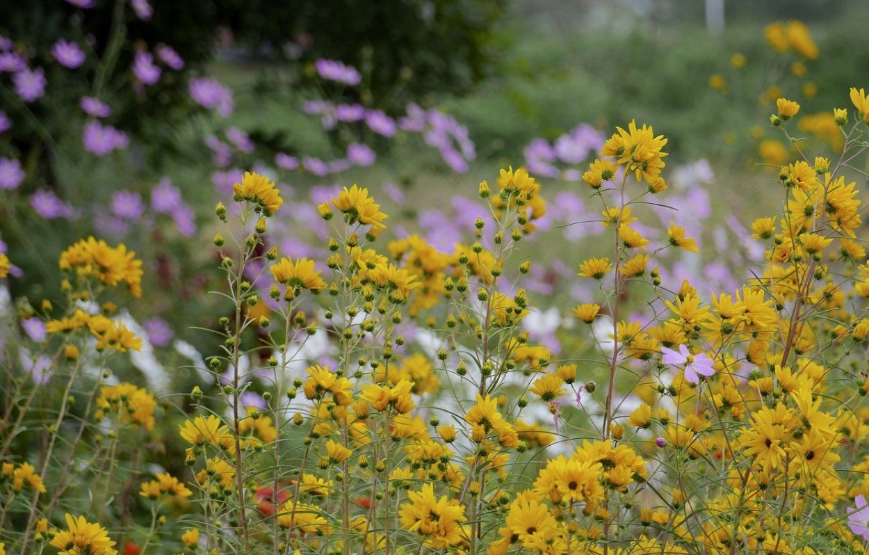 Пижма соцветие