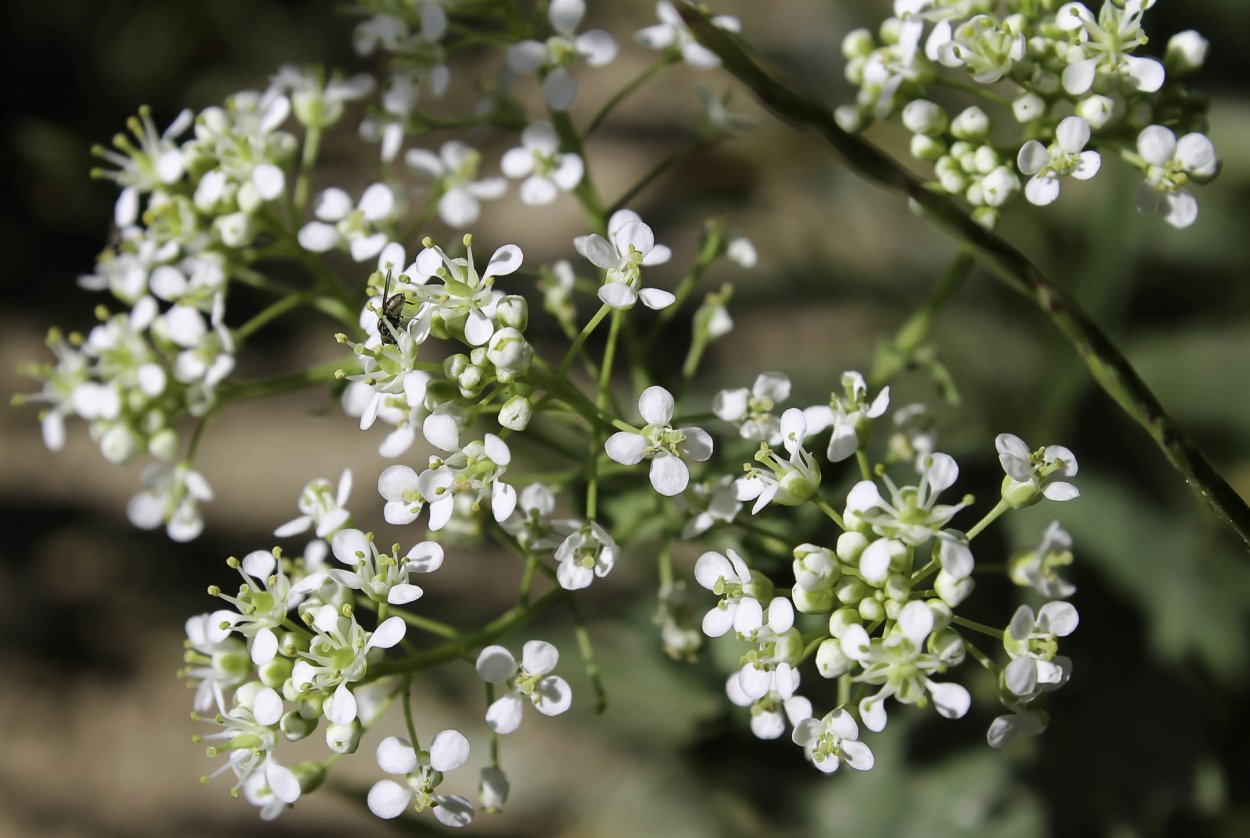 Клоповник виргинский