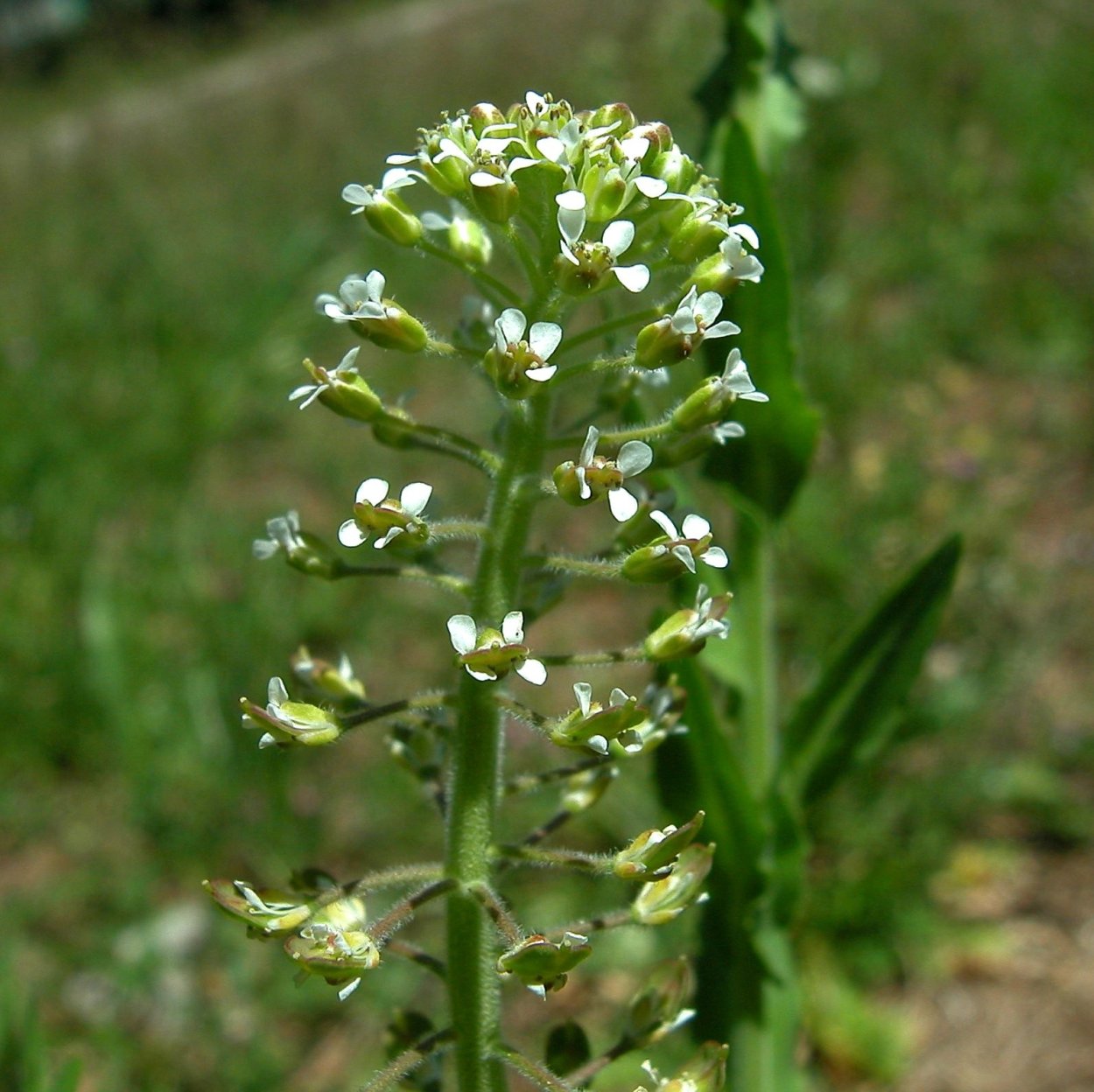 Клоповник полевой