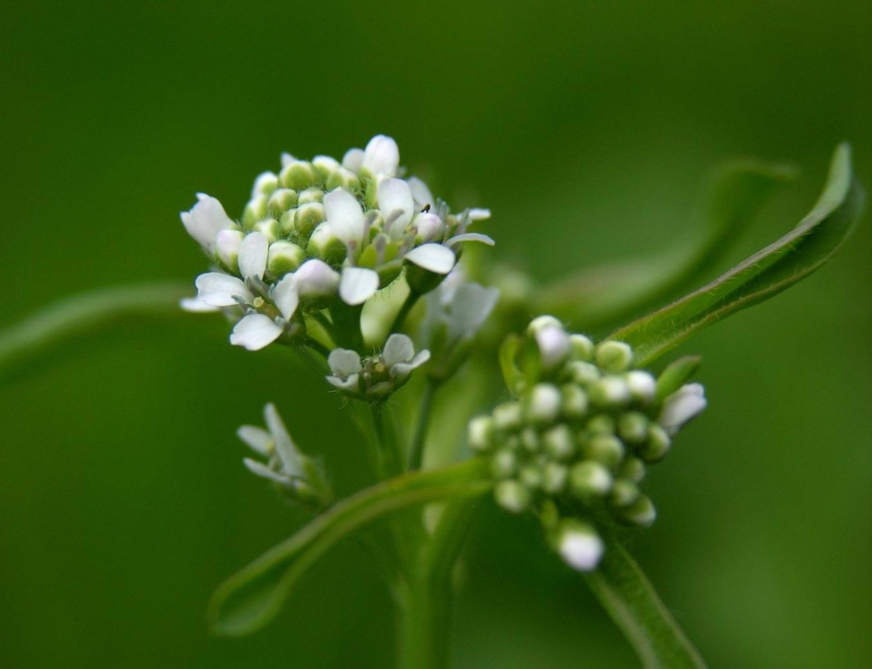 Кресс Lepidium sativum