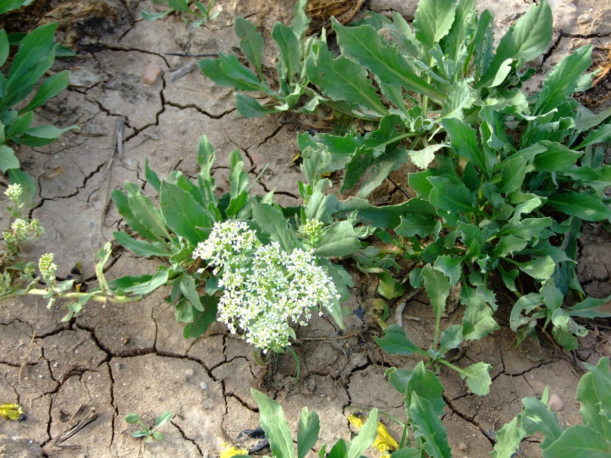 Клоповник Турчанинова