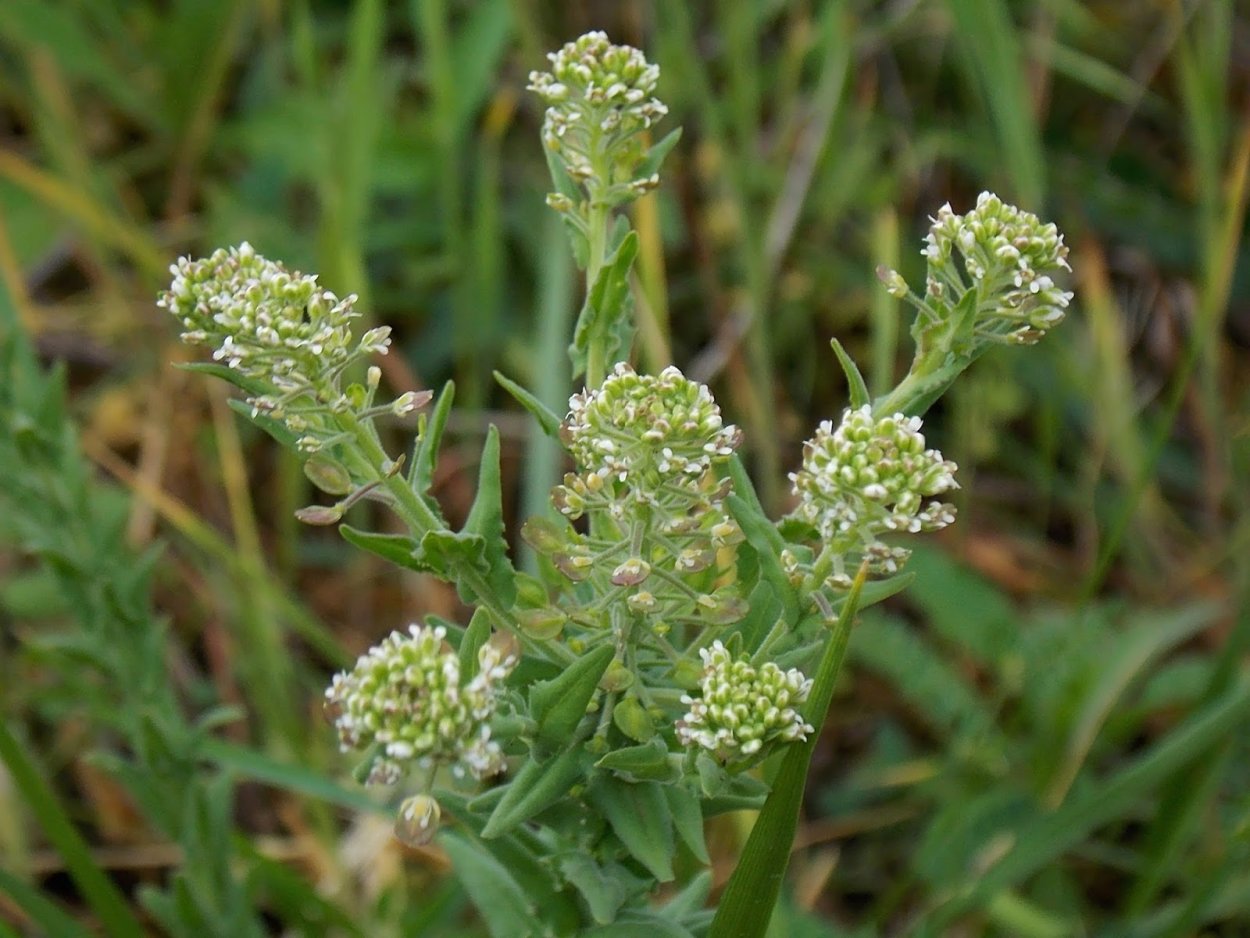 Клоповник полевой