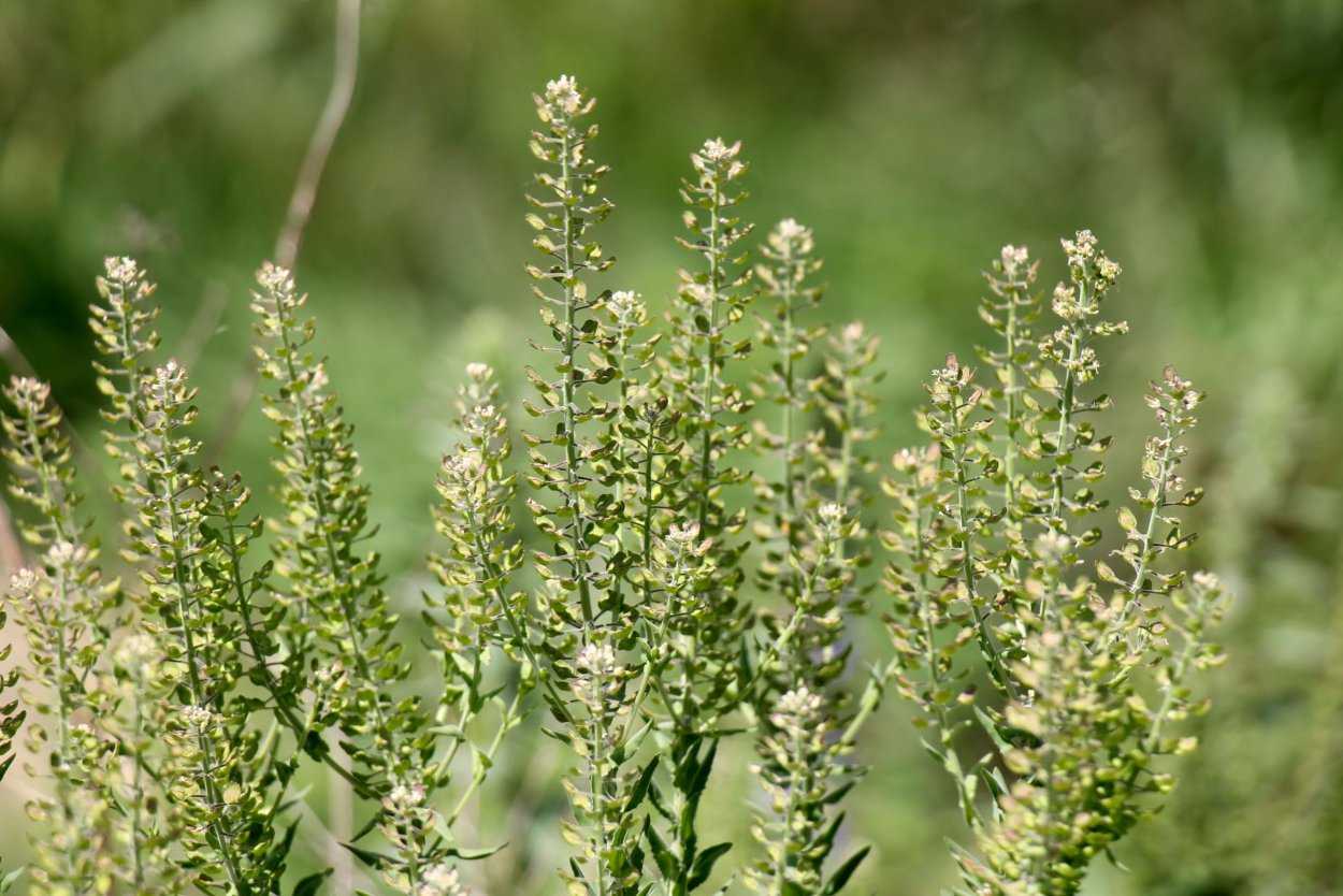 Растение клоповник полевой